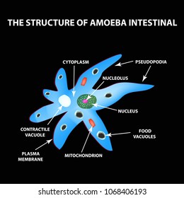 The structure of the amoeba is intestinal. Gastrointestinal Amebiasis. Infographics. Vector illustration on black background.