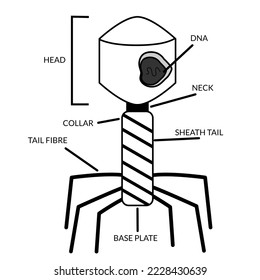Structure and anatomy of bacteriophage black white. Labeled with head, DNA, tail, neck, Baseplate. For biology learning at school. infographics, education
