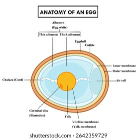 Anatomia da estrutura do ovo de galinha ou de pássaro.Seção transversal.Diagrama da biologia ou ciência para a educação na escola.Infográfico.Gráfico do embrião.Ovos de aves.Conceito animal.Educacional.Ilustração do vetor.
