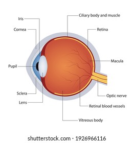 Structure of anatomy human eye. Detailed diagram of eyeball. Side view. Vector illustration