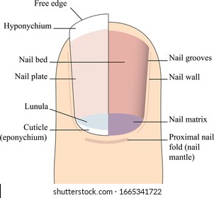 nail matrix