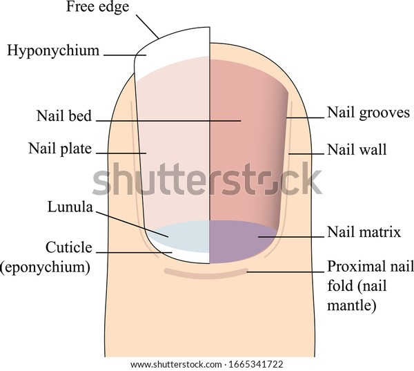 Structure Anatomy Human Nail Stock Vector (Royalty Free) 1665341722