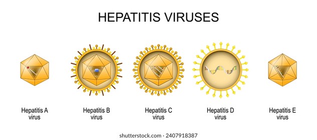 Structure and anatomy of virions of five known human hepatitis viruses: A, B, C, D, and E.  Set icons. Inflammation of the liver caused by infection with the hepatitis virus. Vector illustration