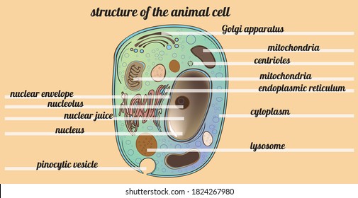 Estructura de la célula animal. Cada organoide lleva su nombre. Plan de estudios e investigación