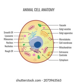 Structure Animal Cell Eukaryotic Cell Structures Stock Vector (Royalty ...