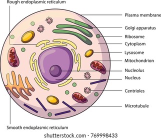 The Structure Of An Animal Cell, With Labeled Parts. Biology Vector Illustration