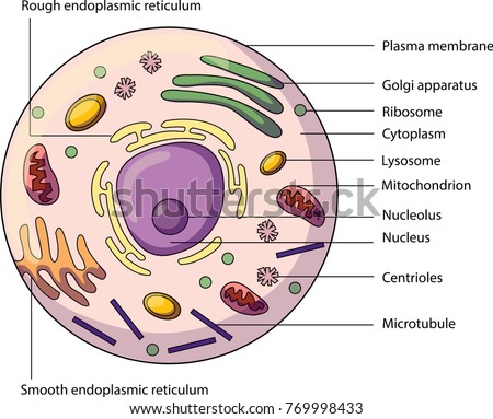 Structure Animal Cell Labeled Parts Biology Stock Vector (Royalty Free