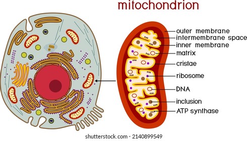 Structure of Animal cell and mitochondrion. Educational material for biology lesson