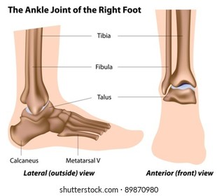 Structure Of The Ankle Joint With Lateral And Front Views