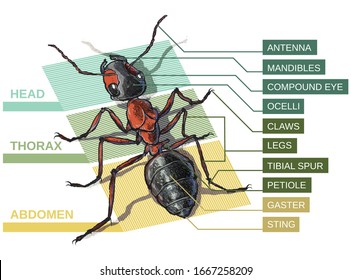 Ant Body Parts Labeled