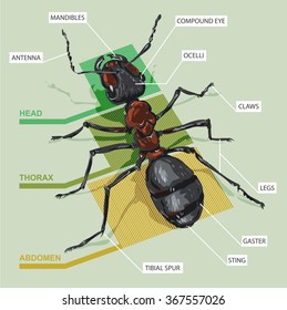 177 Ant diagram Images, Stock Photos & Vectors | Shutterstock