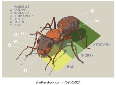 The structure of the ant. Vector diagram.