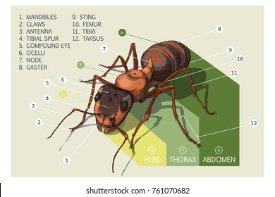 Ant Anatomy Images, Stock Photos & Vectors | Shutterstock