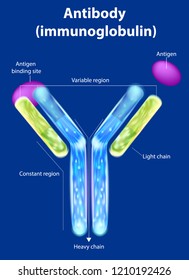 The Structure Of The Antibody (immunoglobulin). Antibody Binds To A Specific Antigen