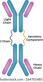 Estructura de un anticuerpo Cadenas ligeras y pesadas Ilustración vectorial de componentes secretarios de cadena J
