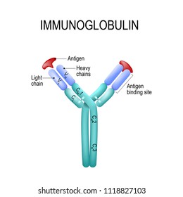 Structure of the Antibody molecule. IgE and Antigen. Vector diagram for medical, educational and science use