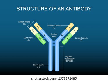 Structure of antibody molecule. Immunoglobulin anatomy. Humoral immunity. Monoclonal antibodies. Immunotherapy. Autoantibodies. Vector illustration.