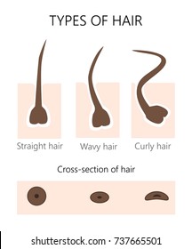 Hair Follicle Images Stock Photos Vectors Shutterstock