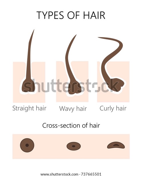 Structure Arrangement Hair Follicle Color Vector Stock Vector