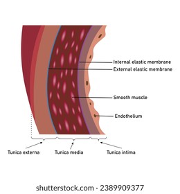 La estructura de un muro de arteria. Tunica externa, tunica media y tunica intima. Membrana elástica interna y externa. Recursos científicos para profesores y estudiantes.