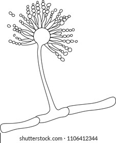 Structure Of Aspergillus