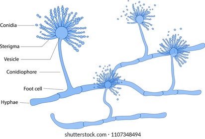 Structure Of Aspergillus