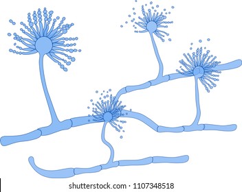 Structure Of Aspergillus