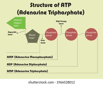 Structure of ATP (adenosine triphosphate) and AMP, ADP