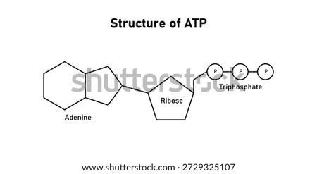 Structure of ATP. Adenosine Triphosphate in Biology. Adenine Ribose and Triphosphate.