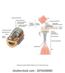 structure of attachment sites of tendons to bones and a tendon sheath