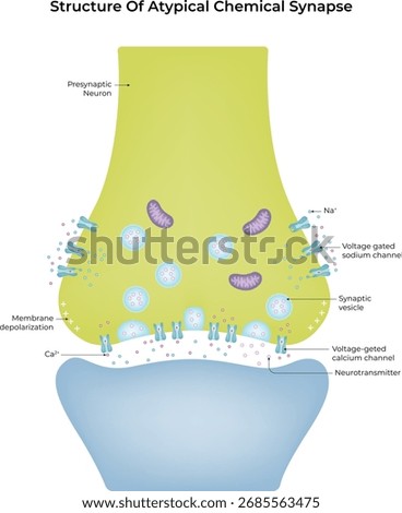Structure of Atypical Chemical Synapse Vector Illustration