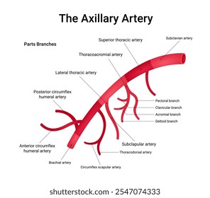 Estrutura da Anatomia da Artéria Axilar