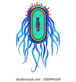 The structure of the bacteria Salmonella. Infographics. Vector illustration on isolated background.