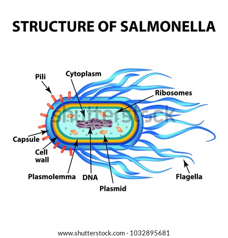 Salmonella Bacteria Diagram