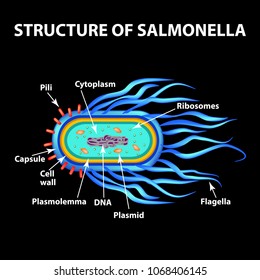 The structure of the bacteria Salmonella. Vector illustration on black background.