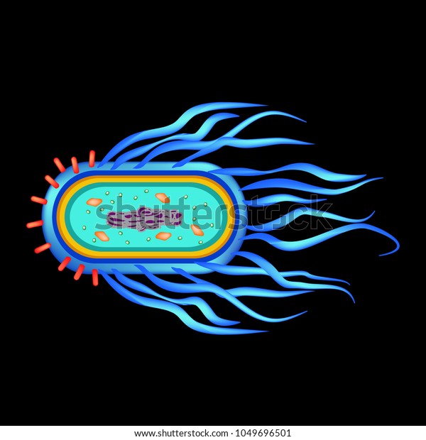 Structure Bacteria Salmonella Vector Illustration On Stock Vector ...