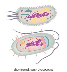 149 Escherichia Coli Structure Images, Stock Photos & Vectors ...