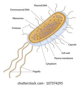 Structure Of A Bacterial Cell