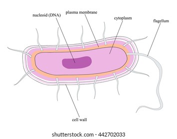 Bacteria Cell Wall Images, Stock Photos & Vectors | Shutterstock