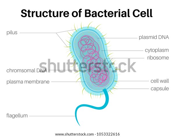 Structure Bacterial Cell Stock Vector (Royalty Free) 1053322616 ...