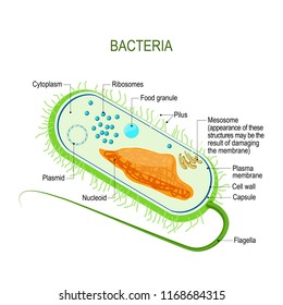 Structure of a bacterial cell. Anatomy of the prokaryote. unicellular organism. Vector diagram for your design, educational, medical, biological and science use