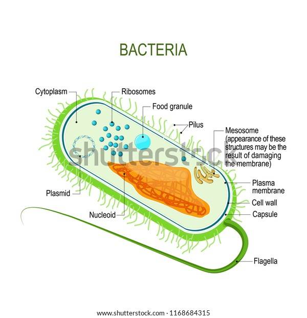 Structure Bacterial Cell Anatomy Prokaryote Unicellular Stock Vector ...