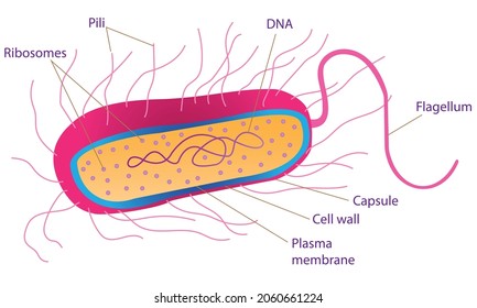 4,221 Pili Images, Stock Photos & Vectors | Shutterstock