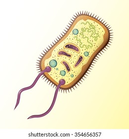 2,514 Prokaryotic cell Images, Stock Photos & Vectors | Shutterstock