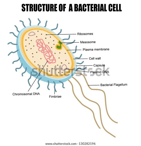 Structure Bacterial Cell Vector Illustration Basic Stock Vector ...