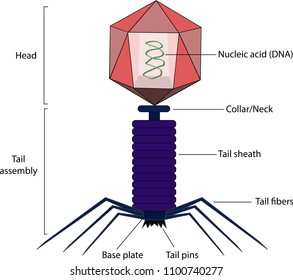 Structure of bacteriophage Images, Stock Photos & Vectors | Shutterstock