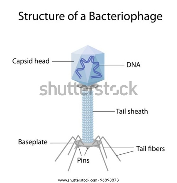 Bacteriophage Structure