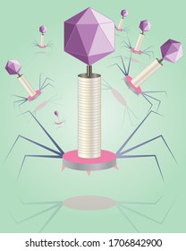 Estructura de la bacteriófaga, Bacteriófago anatomía ilustración vectorial.