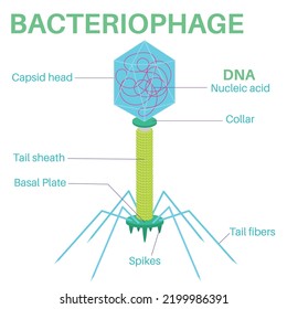 Structure Of The Bacteriophage.It Is A Virus That Infects And Reproduces Only In Bacteria And Archaea.