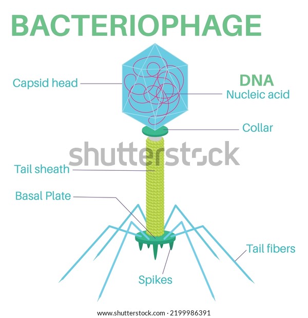 Structure Bacteriophage Virus That Infects Reproduces Stock Vector ...